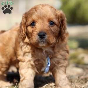 Athens, Cavapoo Puppy